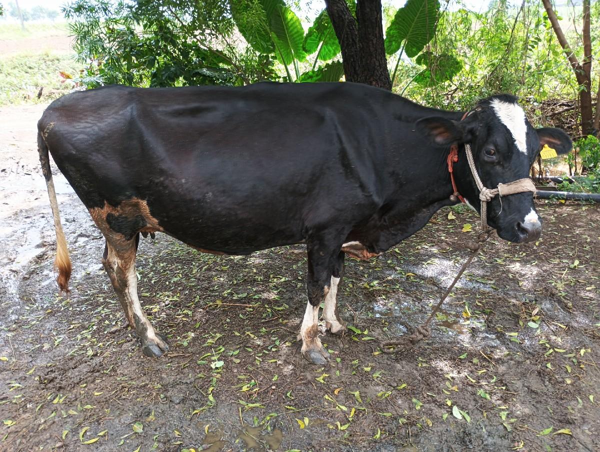 જરસી ગાય hf