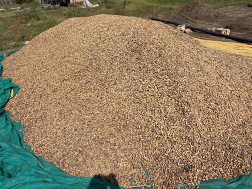 22 નંબર કોરી માંડવી નું બિયારણ વેચવાનું છે