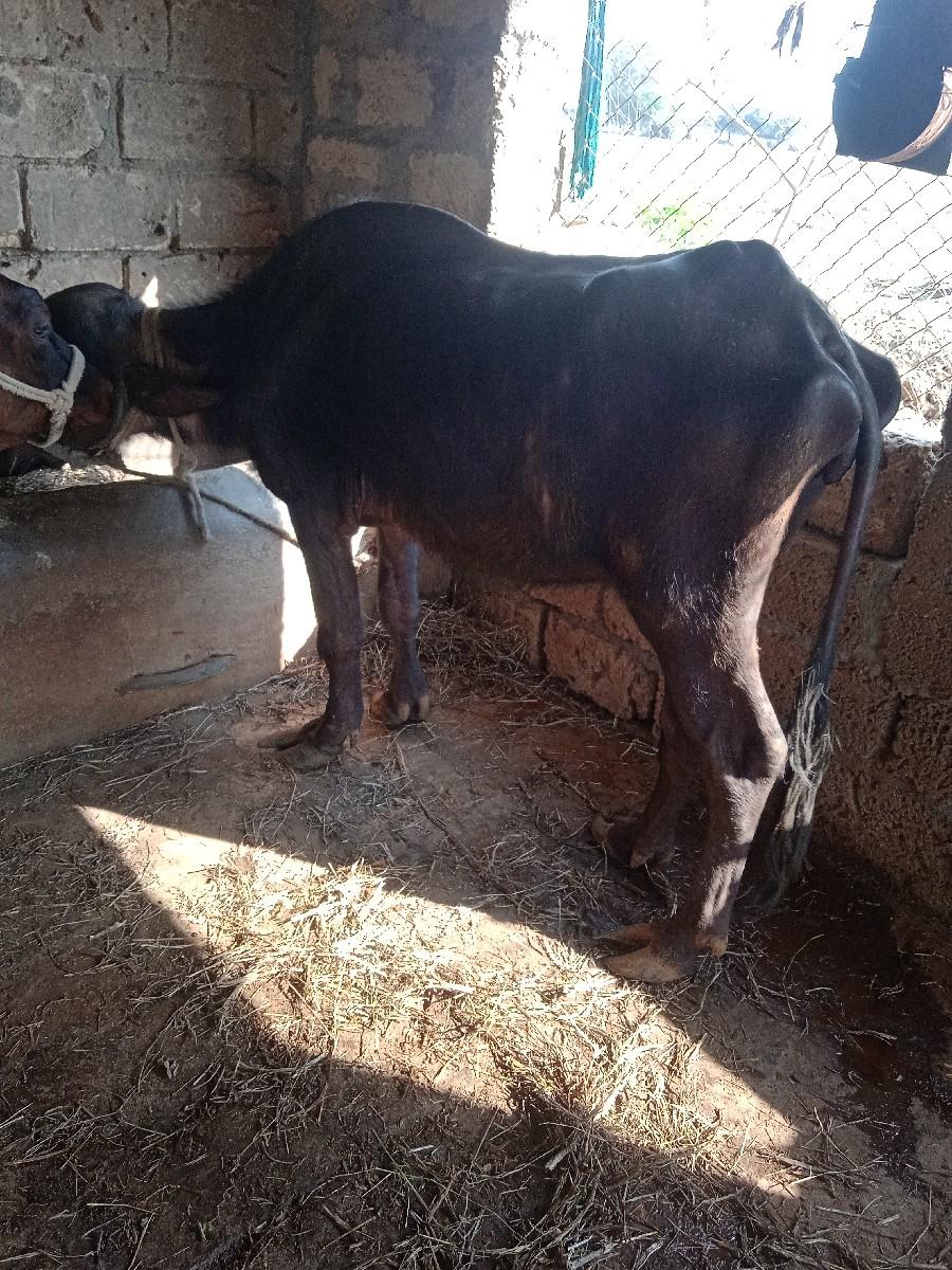 થંબનેલ 2