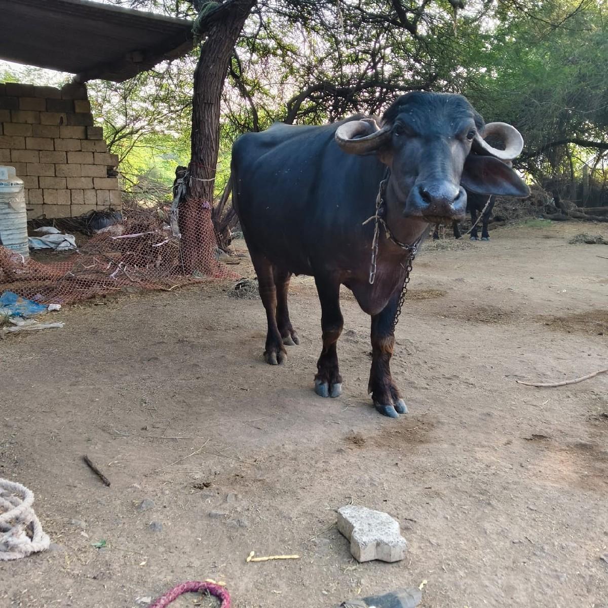 થંબનેલ 2