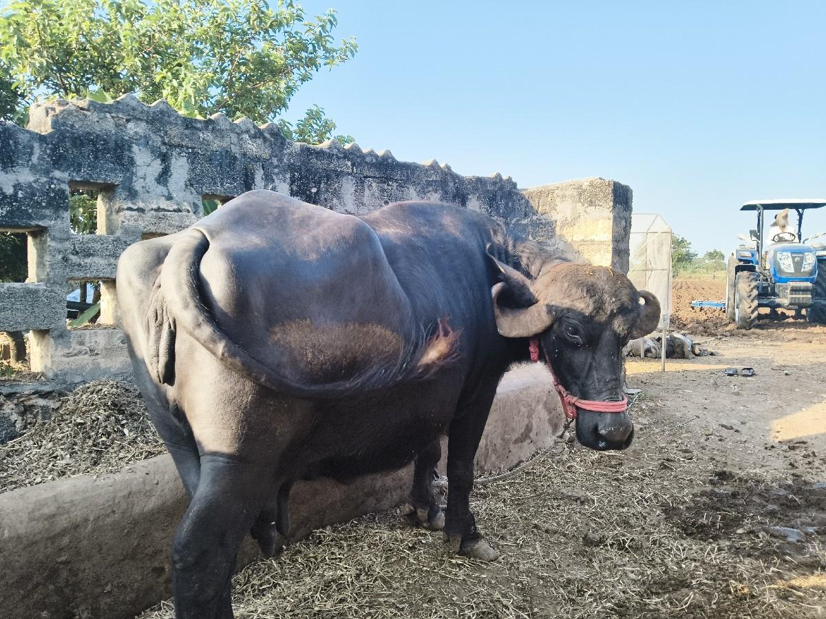 થંબનેલ 3