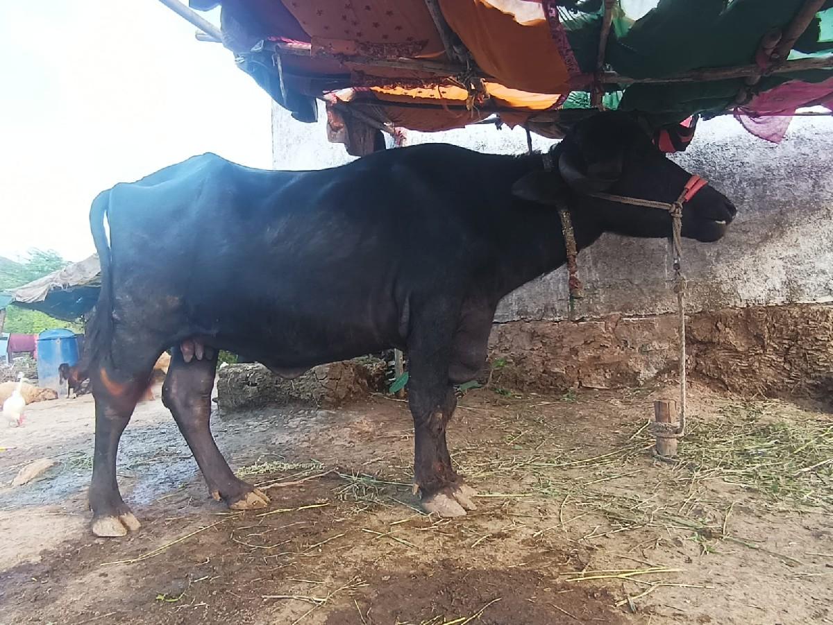 થંબનેલ 3