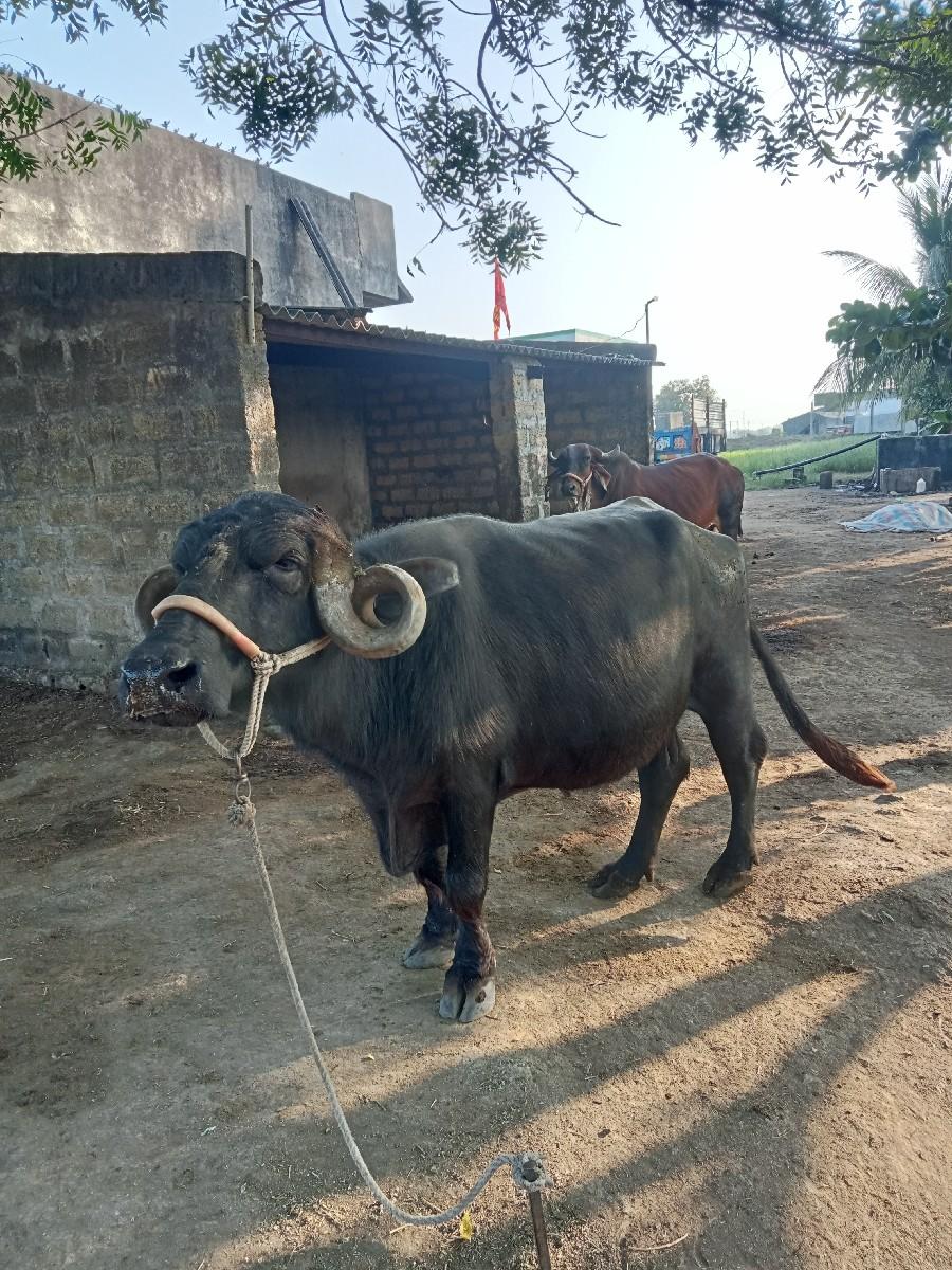 થંબનેલ 3