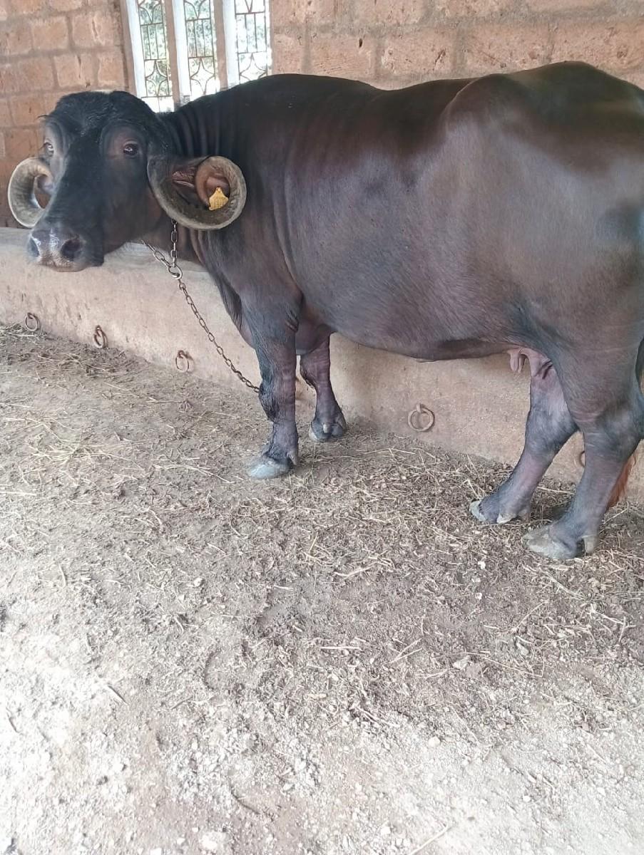 ભેંશ વેચવાની છે