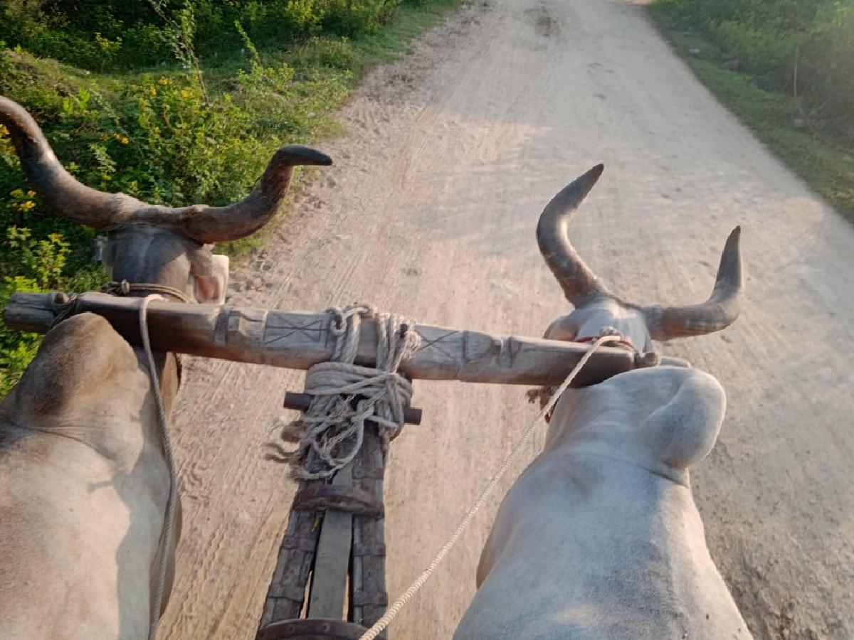 બળદ વેચવાના છે