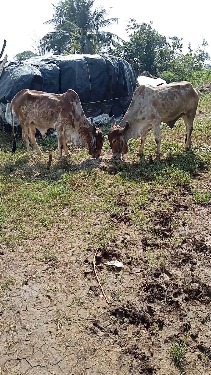 વેચવાના