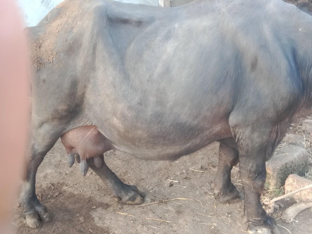 ભેંસ વેશવાની છે