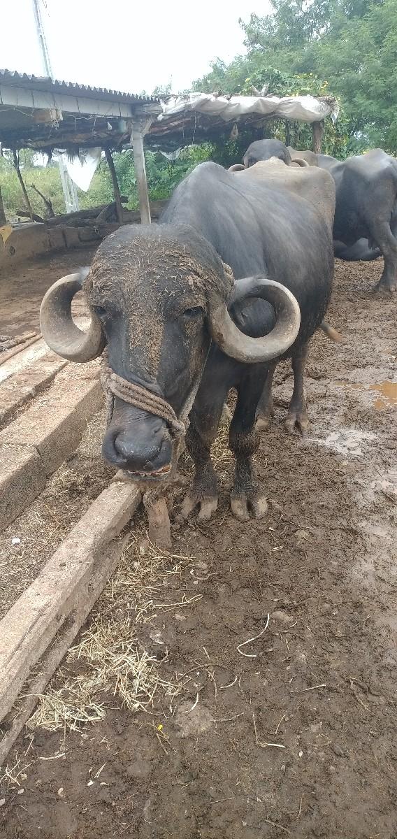 થંબનેલ 3