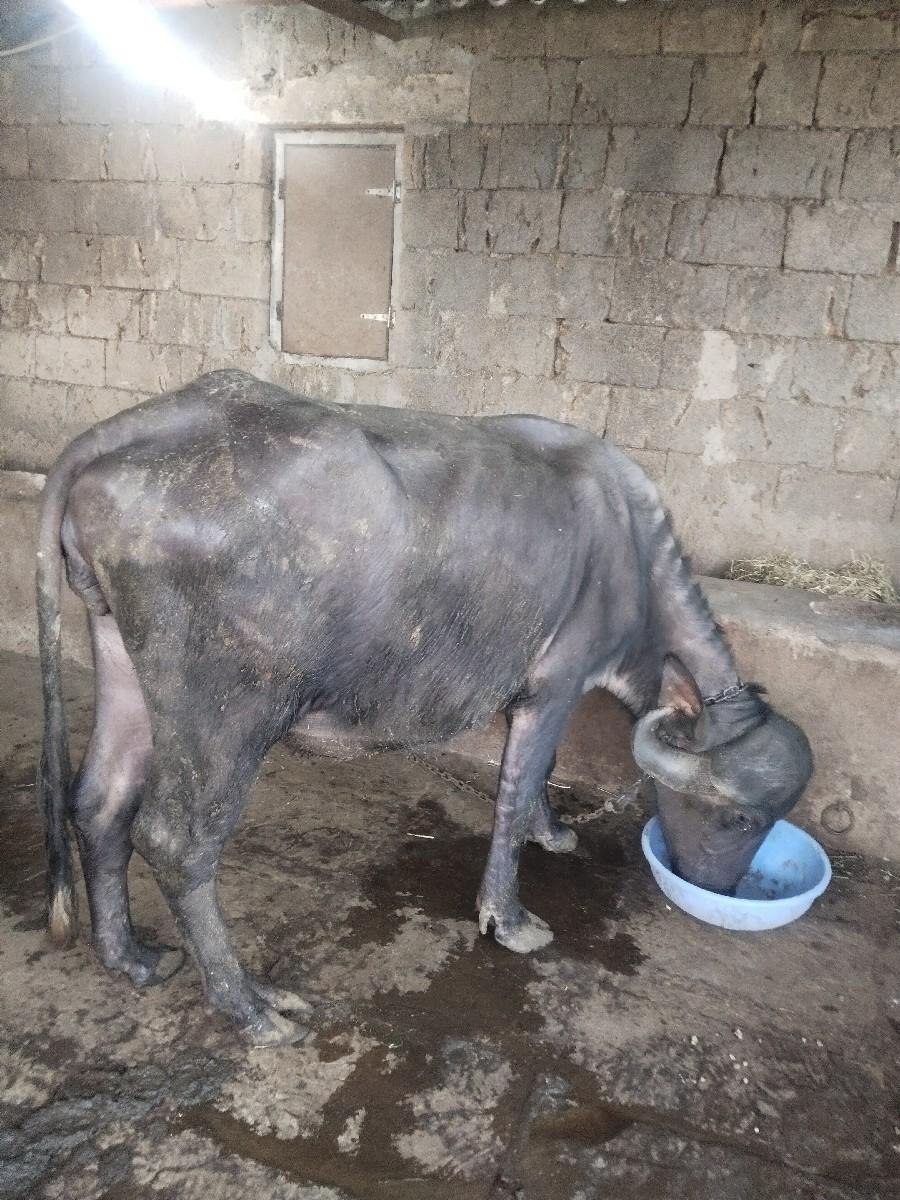 થંબનેલ 3