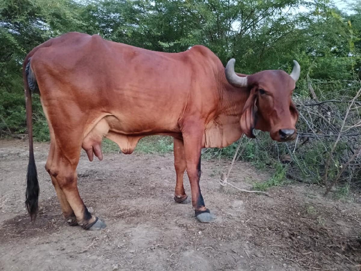 ગીર ગાય