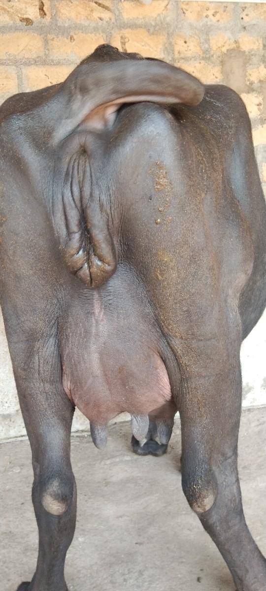 થંબનેલ 2