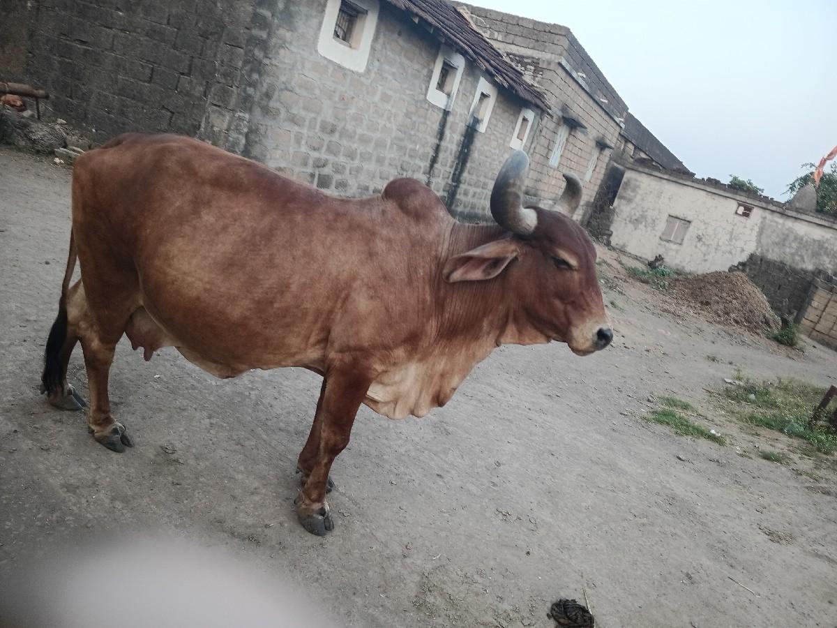 ગાય વેચવાની છે