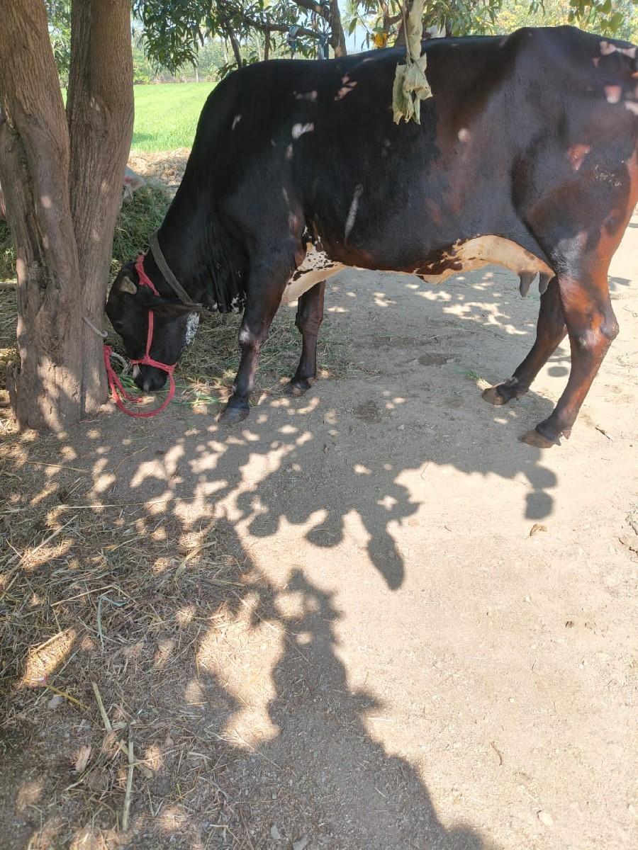 થંબનેલ 2