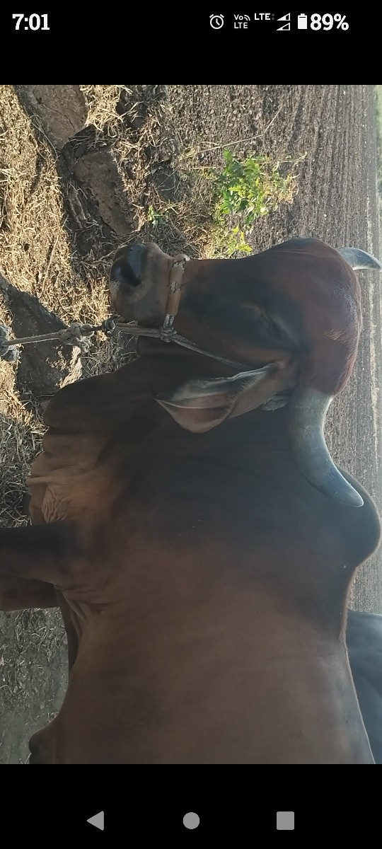 ગાય 7 દિવસની કાચી છે .
દેસી ગીર