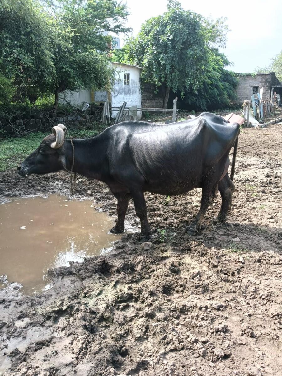 થંબનેલ 3