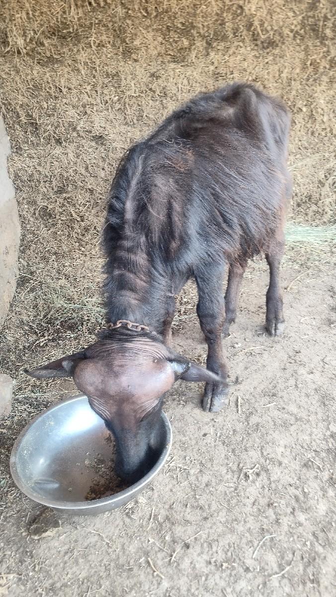 થંબનેલ 5