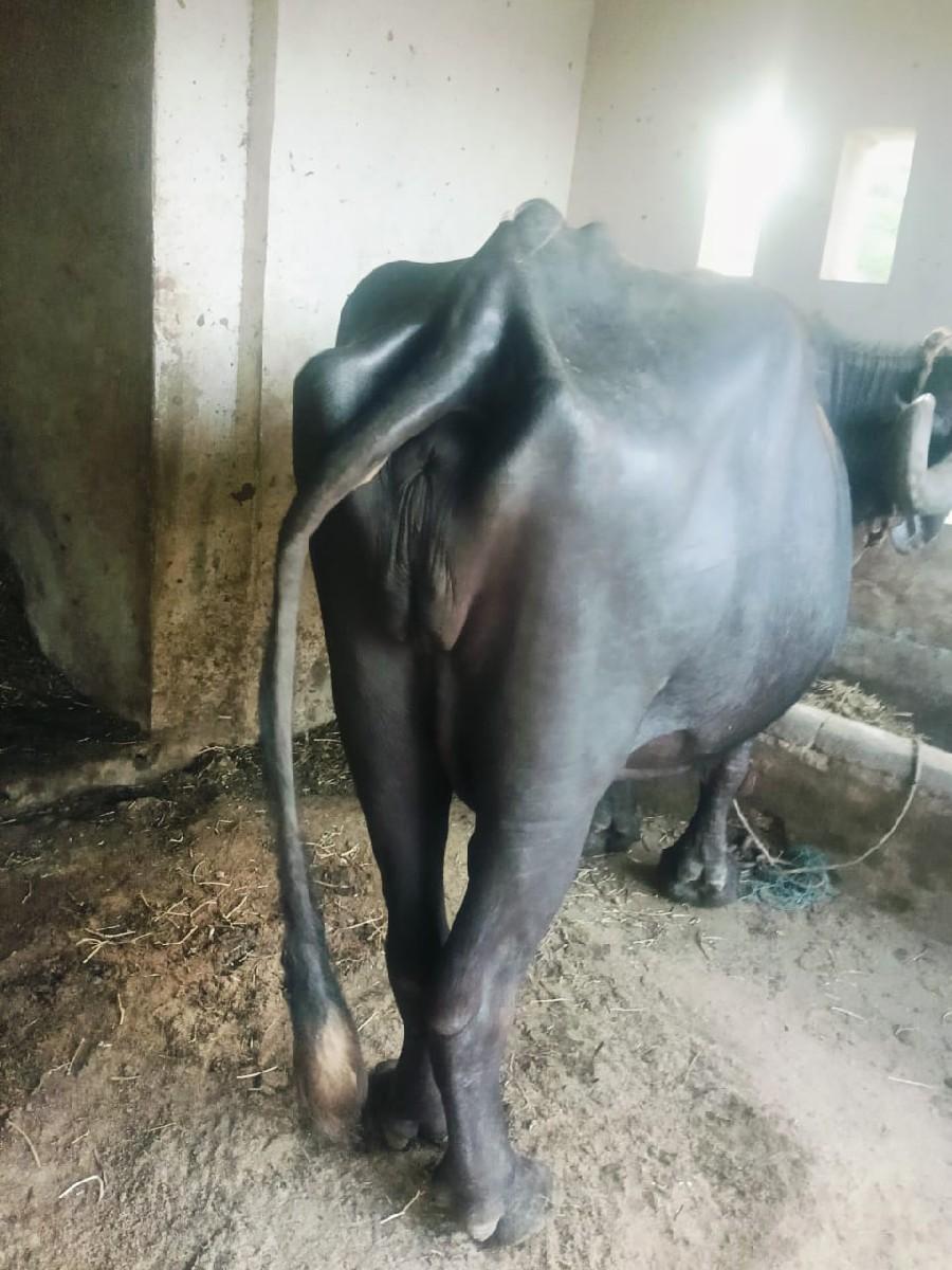 થંબનેલ 2