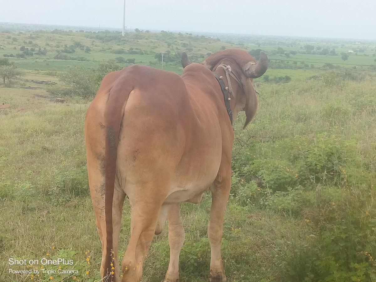 ભેંસ વેચવાની છે
