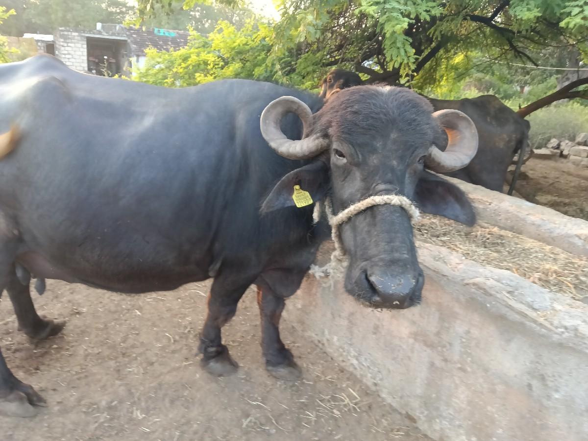 થંબનેલ 2