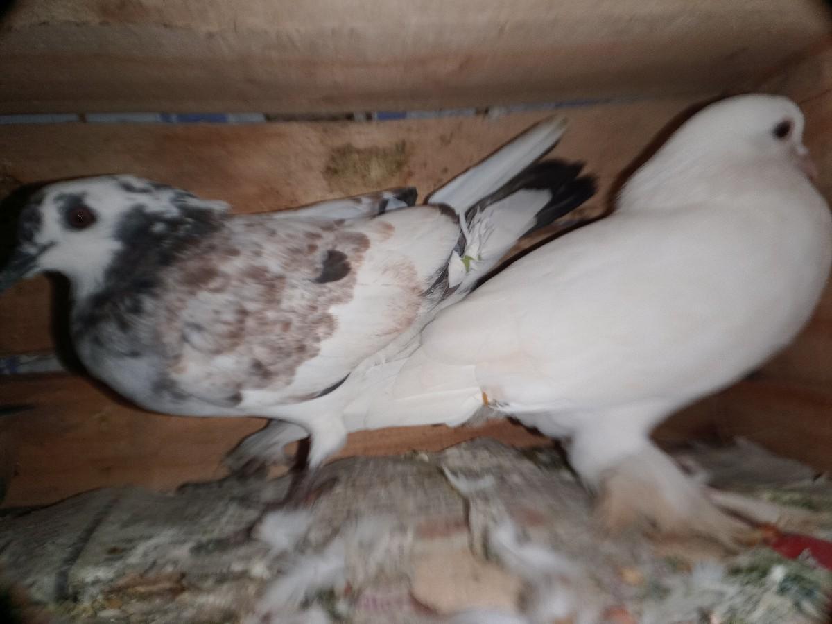 કબુતર વેચવાના છે