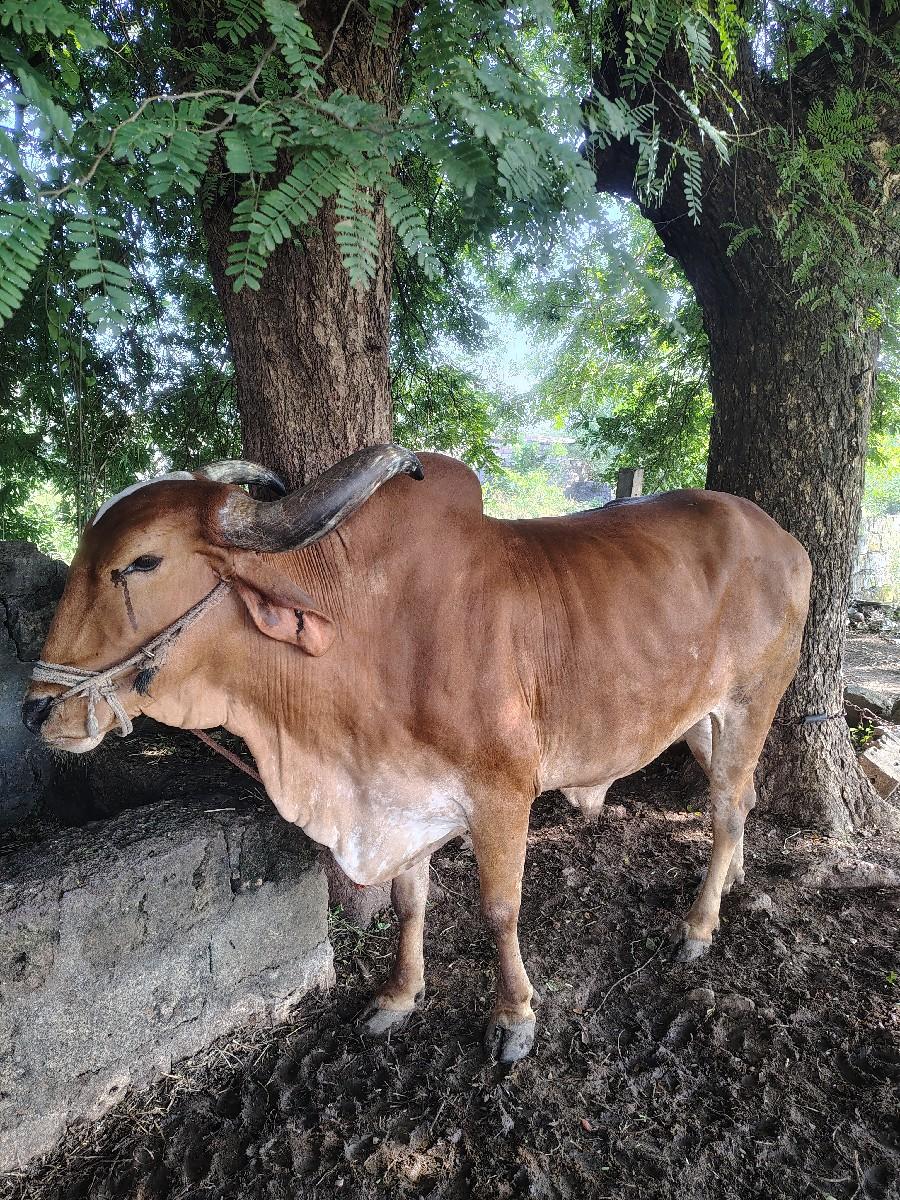 બળદ સાવ સોજા છે ફુલ જવાબદારી વાળા