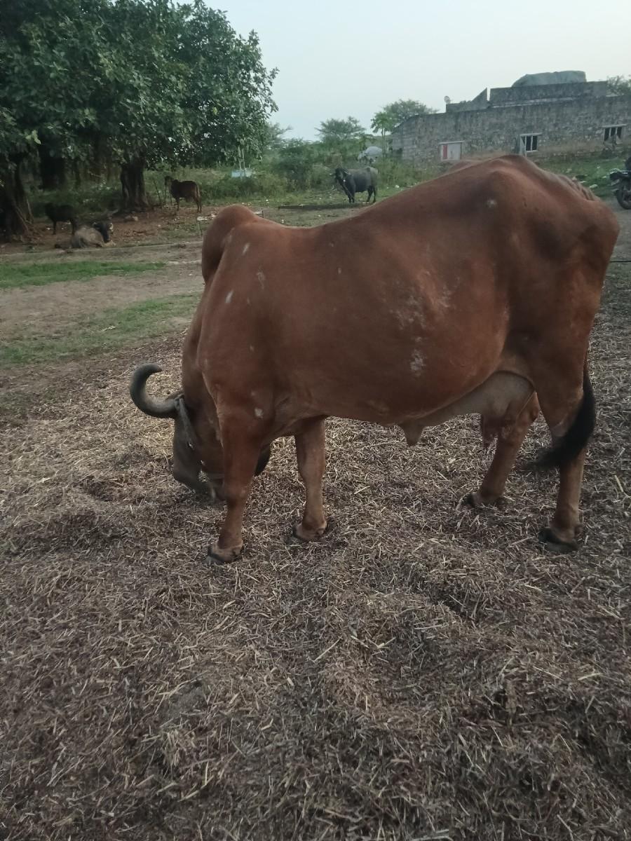 ગાય વેચવાની છે