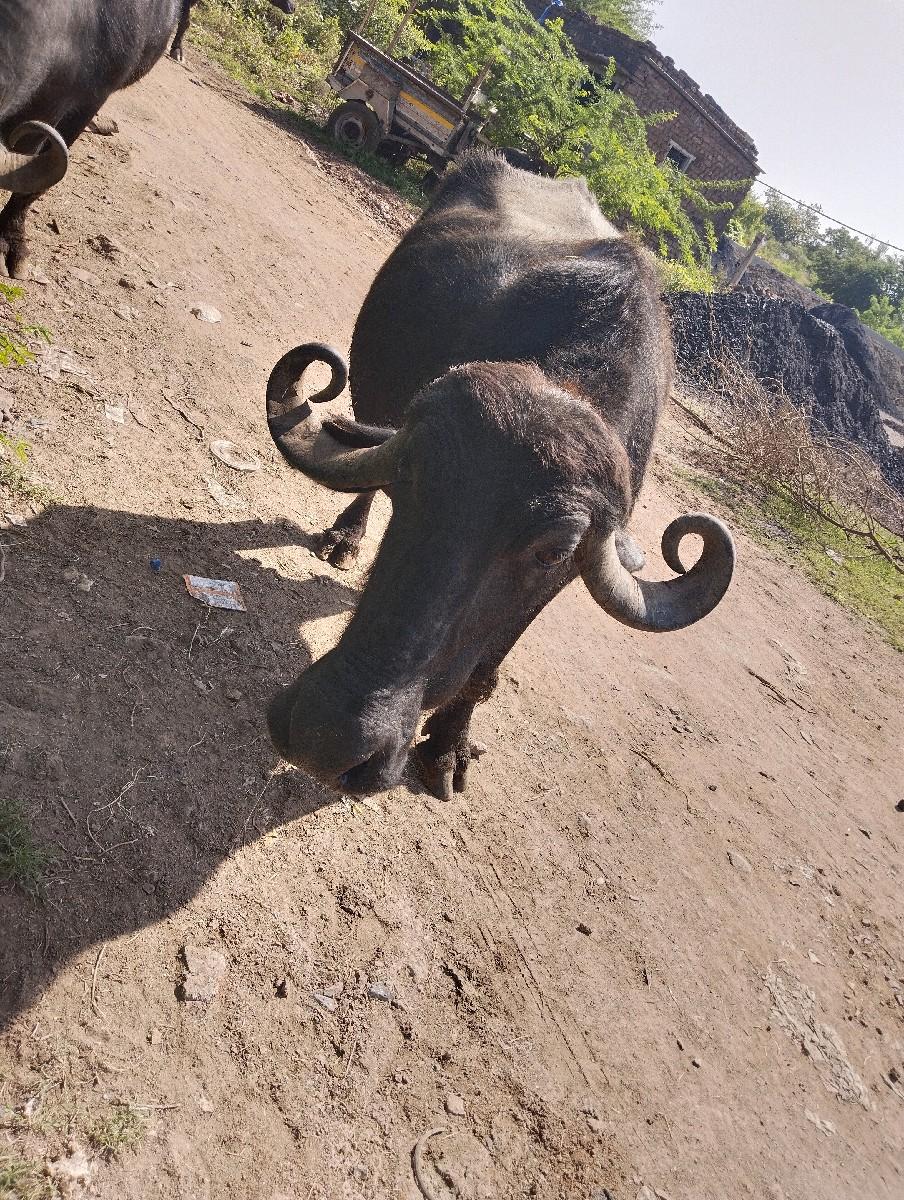 થંબનેલ 3