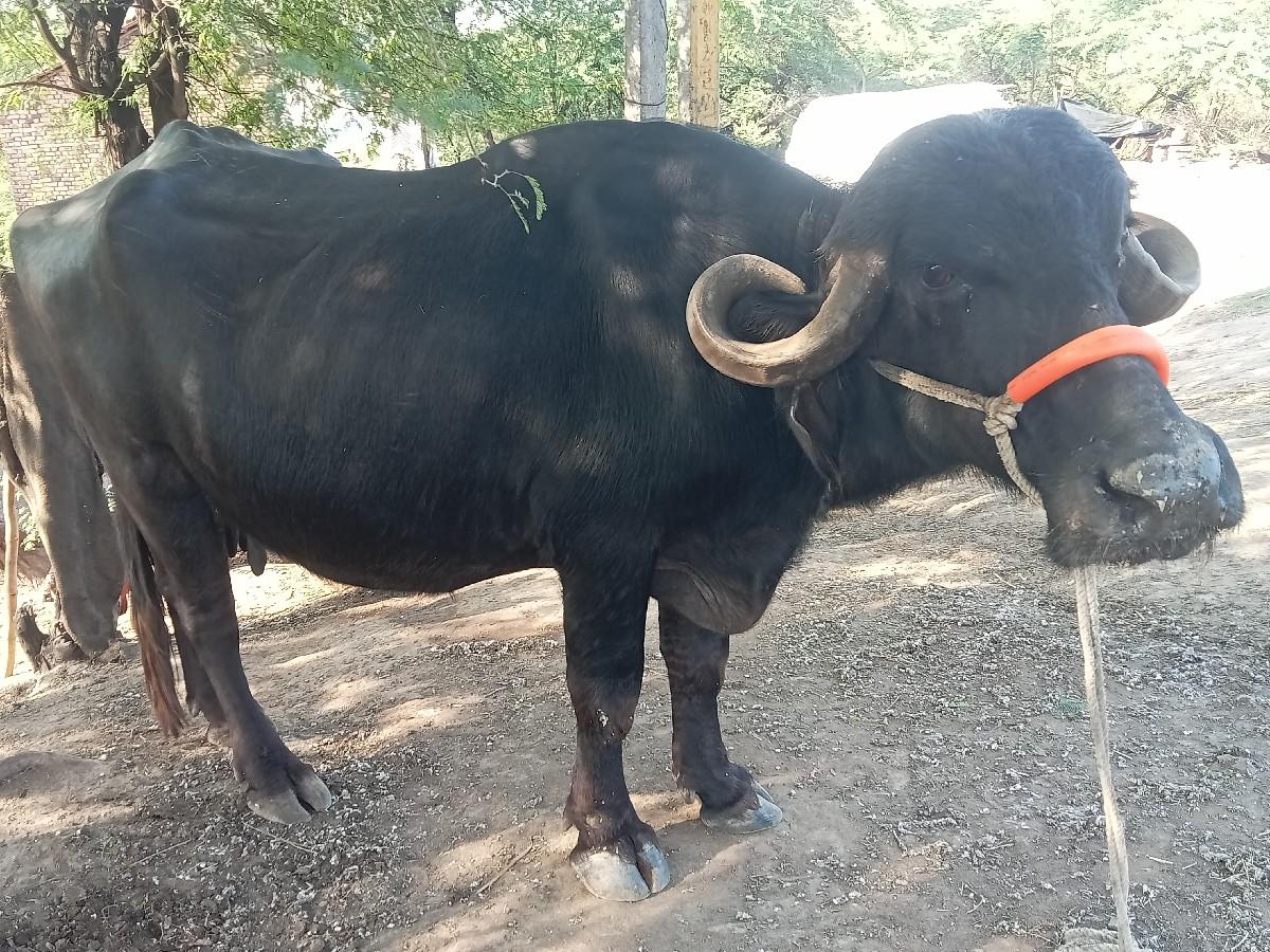 થંબનેલ 2