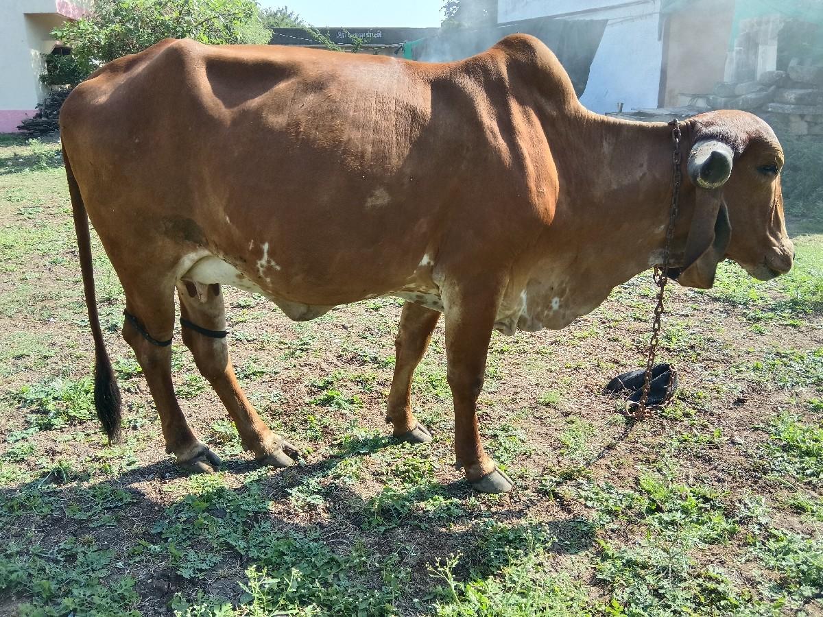 થંબનેલ 3