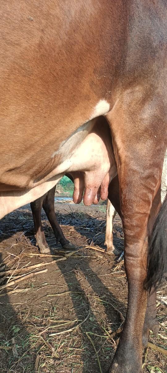 થંબનેલ 2