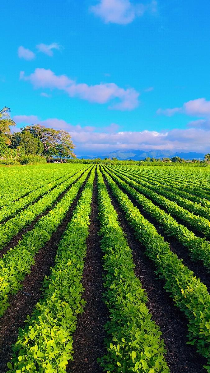 મગફળી નો ડૂસો વેસવાનો છે