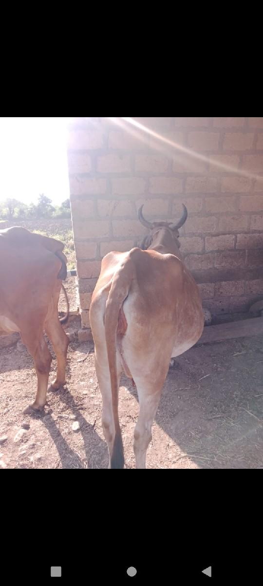 થંબનેલ 2