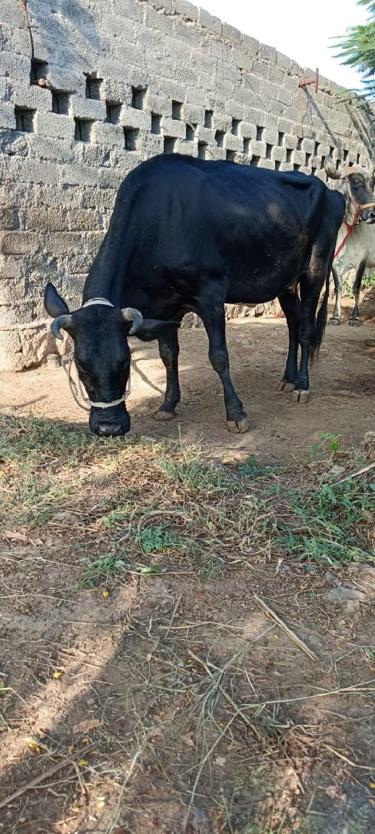 થંબનેલ 3