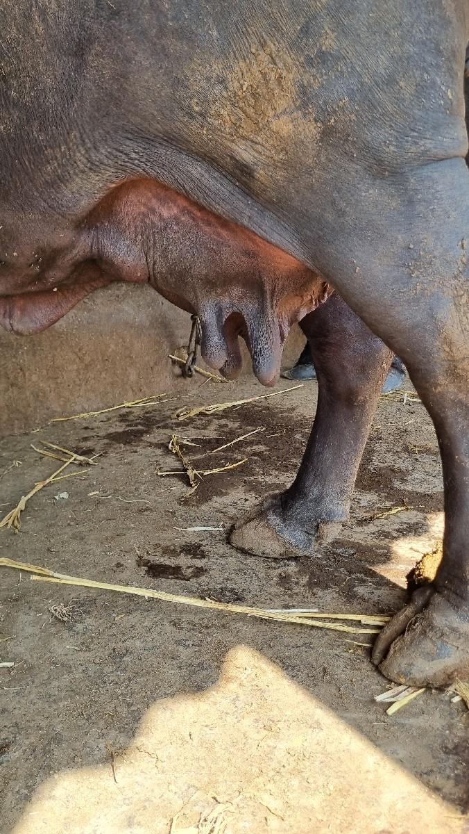 થંબનેલ 2