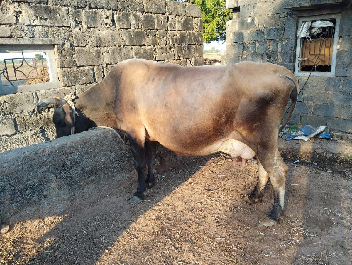 થંબનેલ 2