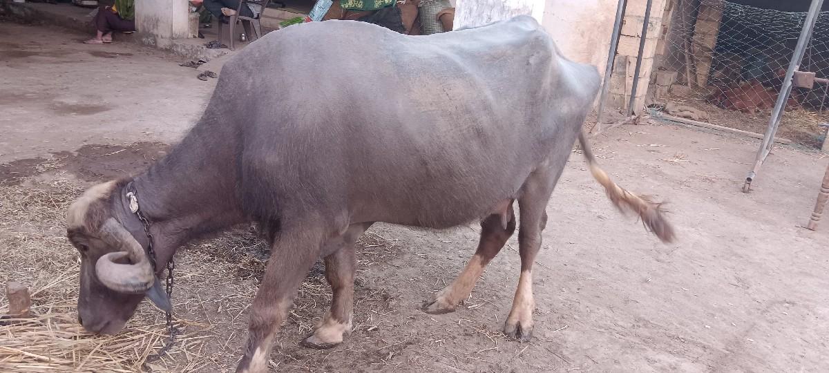 થંબનેલ 3