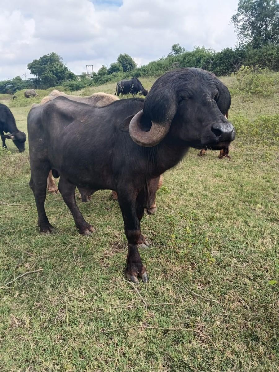 પાડો વેચવાનુ છે