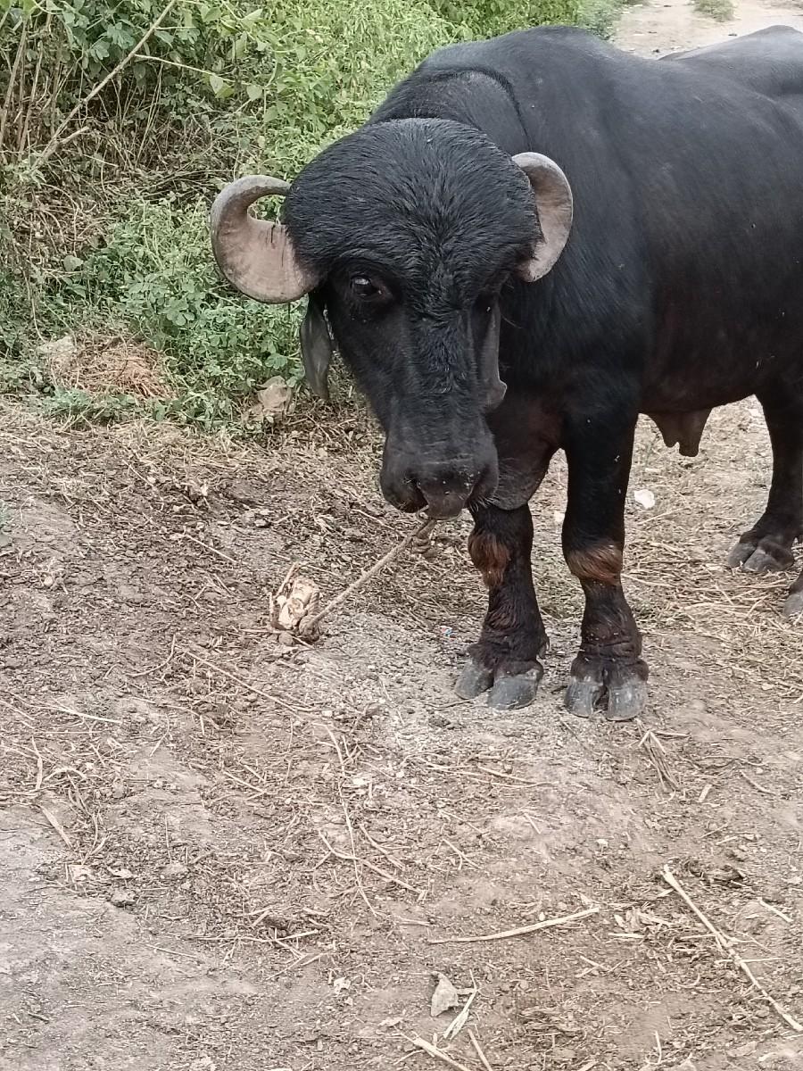 થંબનેલ 3