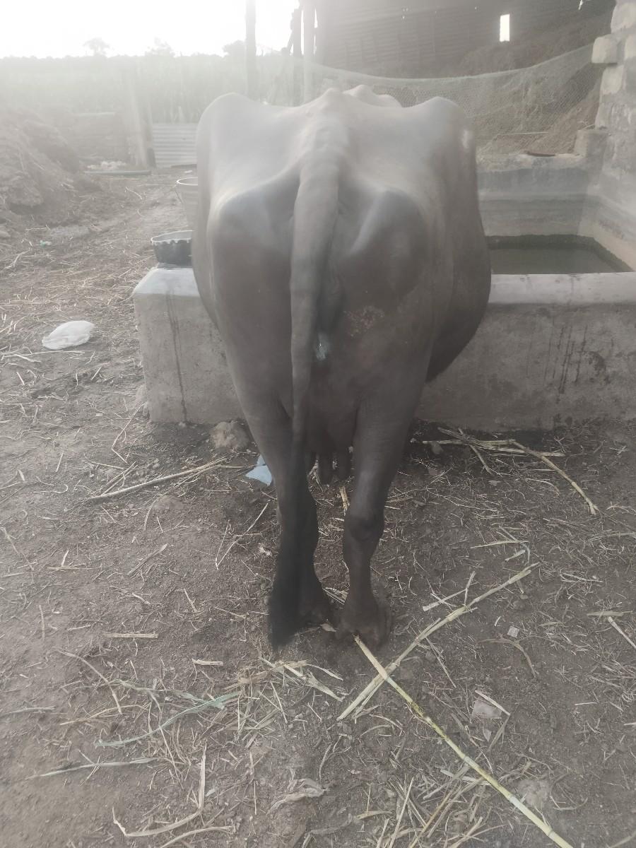 આઠ થી નવ લીટર દૂધ