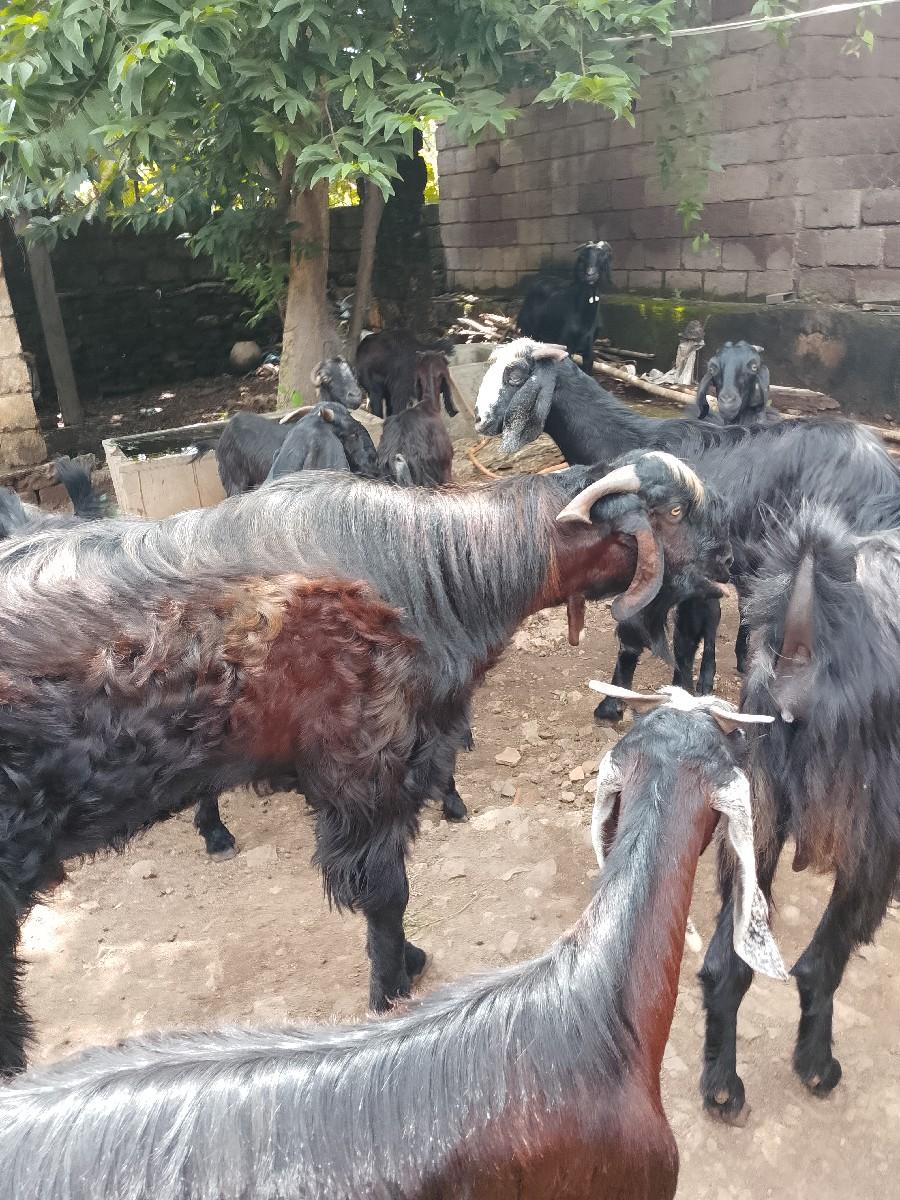 थंबनेल 3