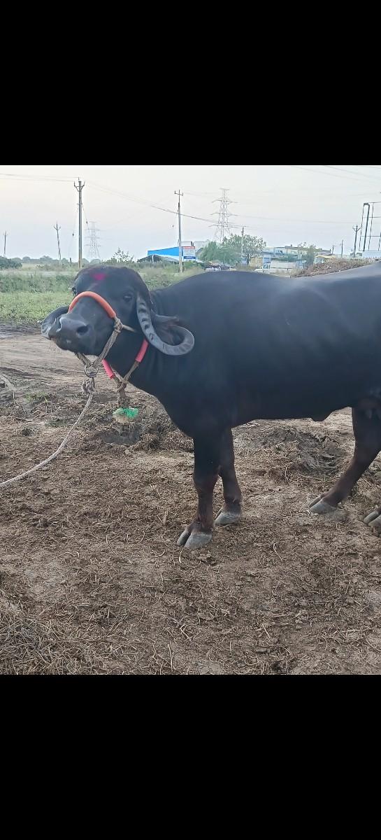 પેલું  વેતર સાવસોજુ