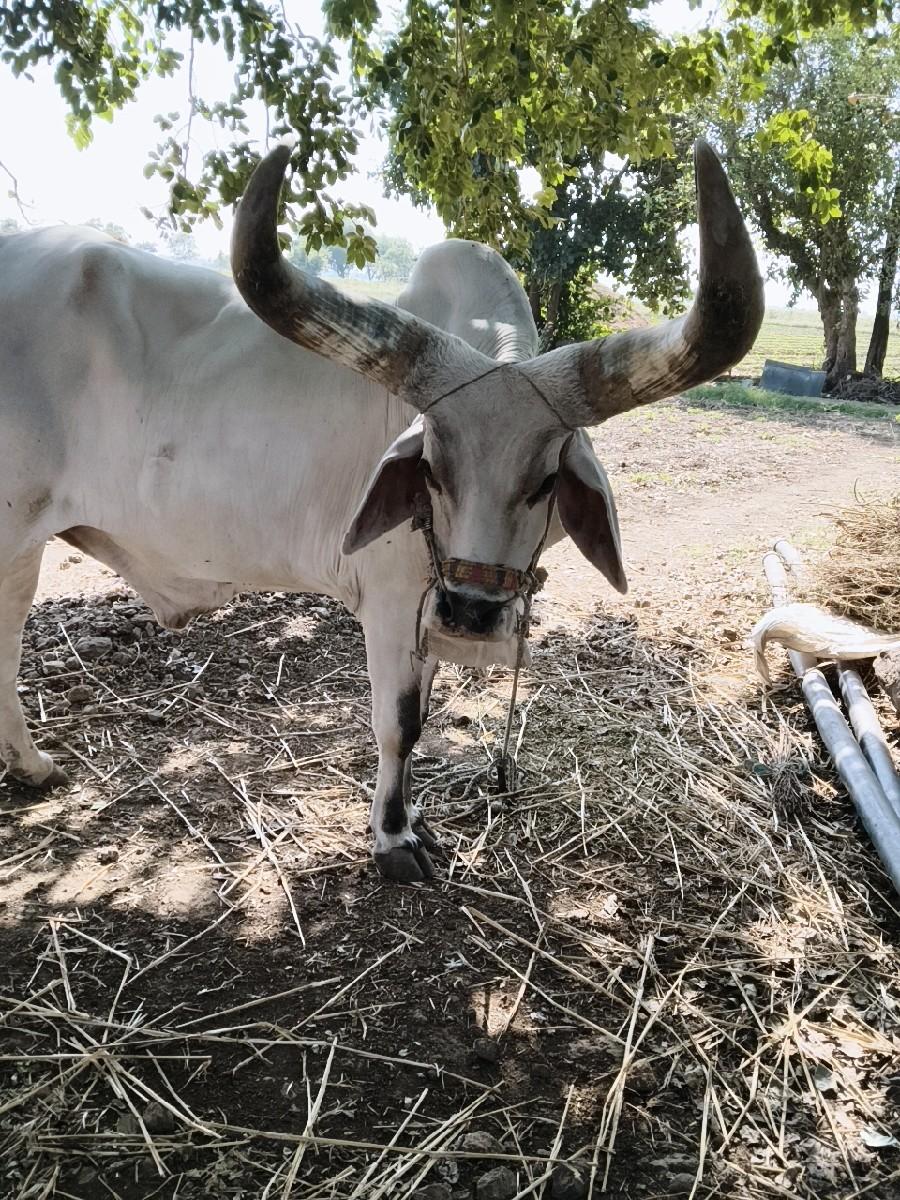 થંબનેલ 2