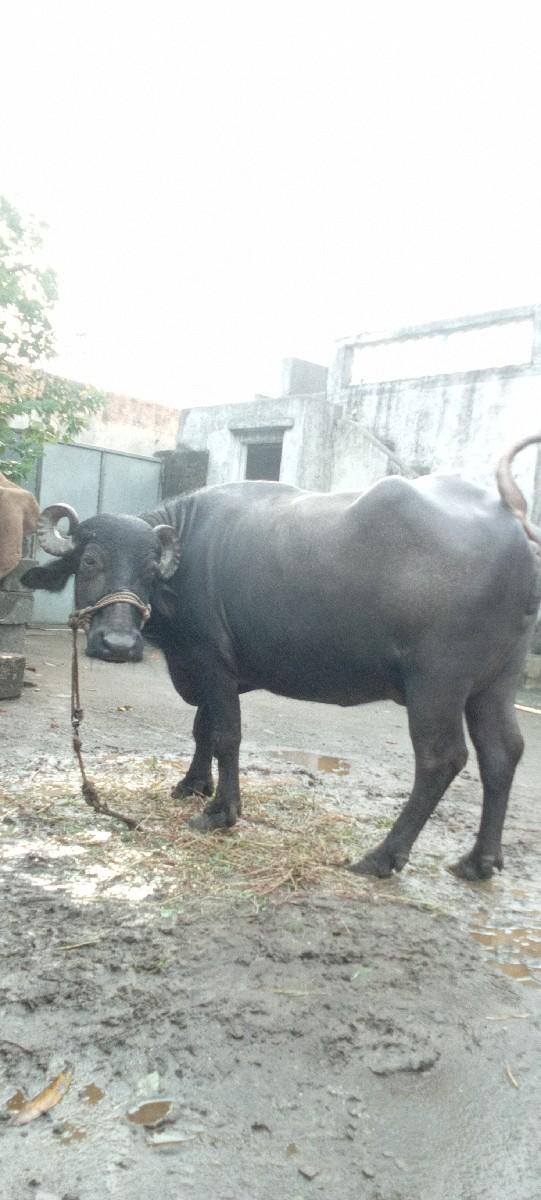 થંબનેલ 2