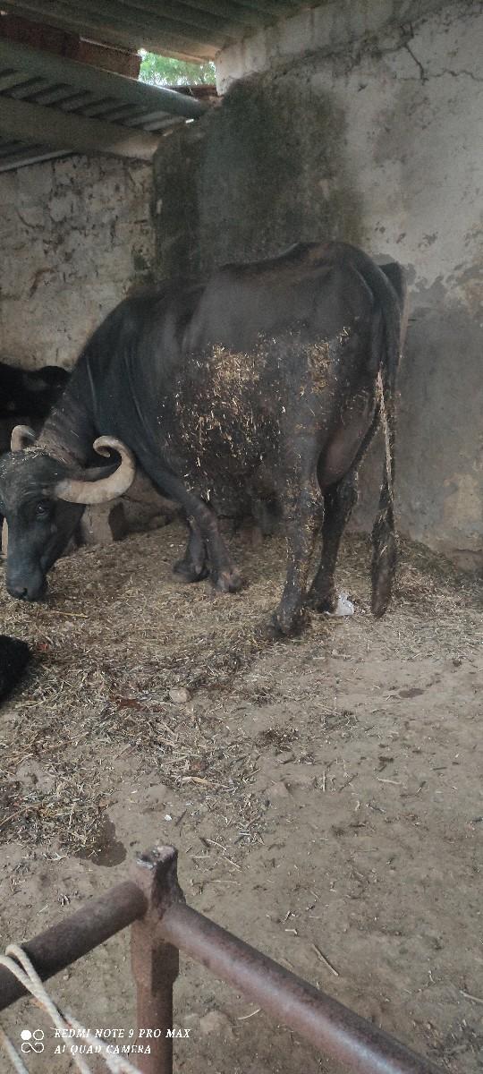 ભેસ વેચવા ની છે