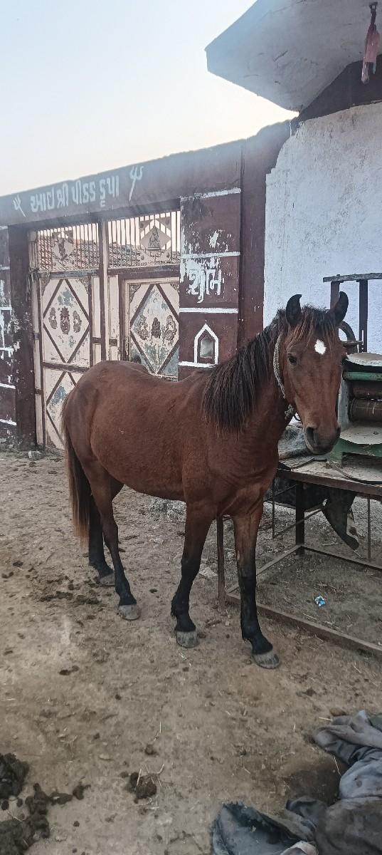 સાટા માં ભેશ હાલે