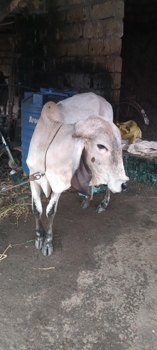 થંબનેલ 3