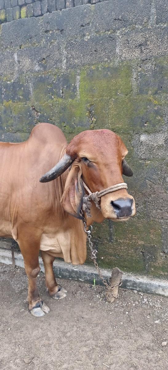 થંબનેલ 3