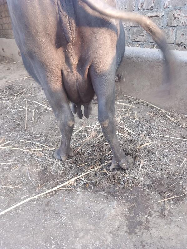 થંબનેલ 2