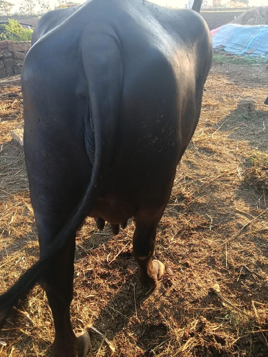 થંબનેલ 3