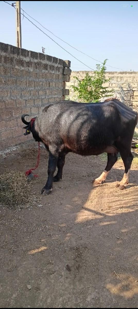 થંબનેલ 2